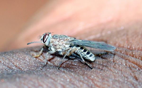 Tsetse fly on a human © J. Bouyer, CIRAD